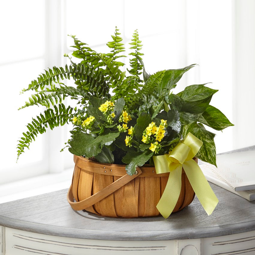 Always Dear Dish Garden