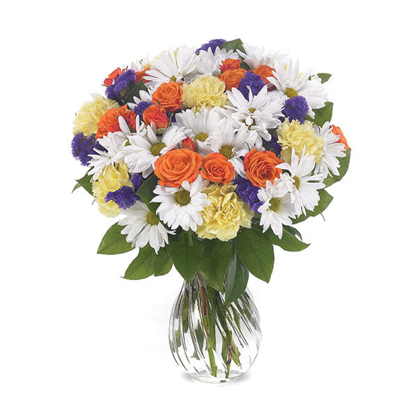 Daisy Delight