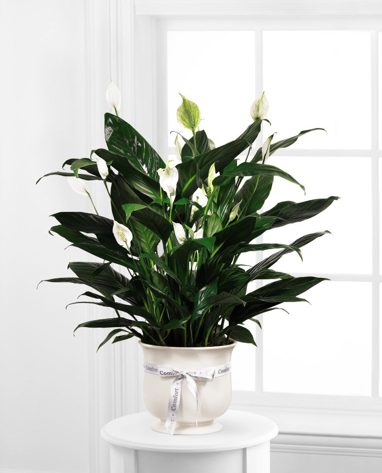 6" Comfort Planter