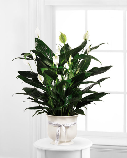 6" Comfort Planter